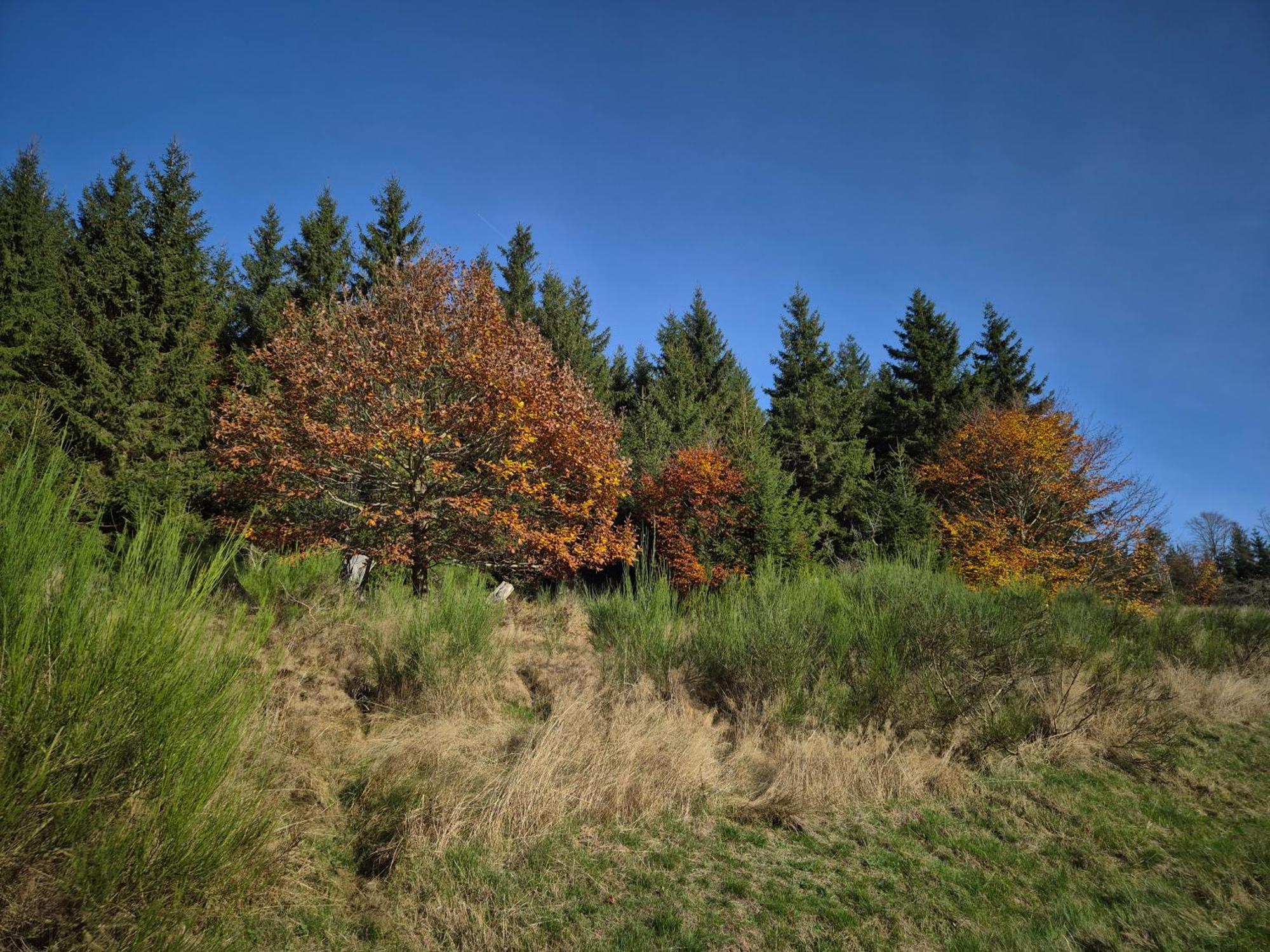 Dagmar'S Vakantieappartement In Winterberg Exterior photo